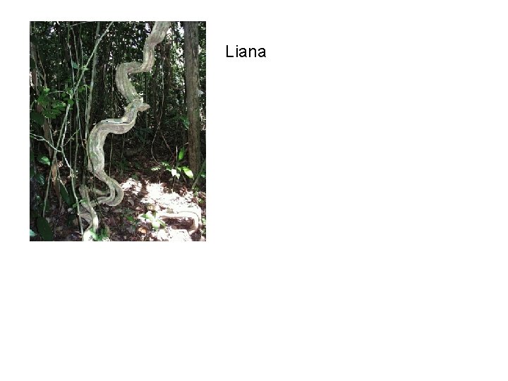 Liana 