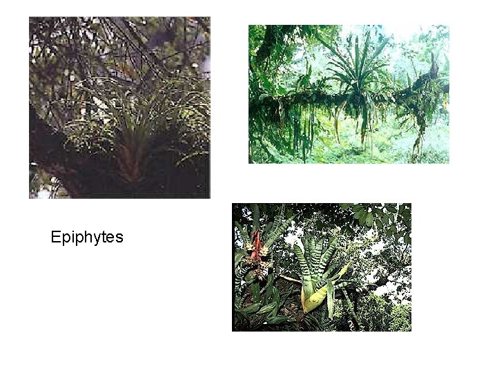 Epiphytes 