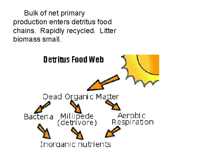 Bulk of net primary production enters detritus food chains. Rapidly recycled. Litter biomass small.