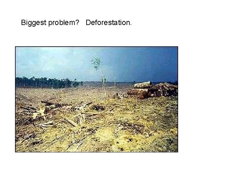  Biggest problem? Deforestation. 