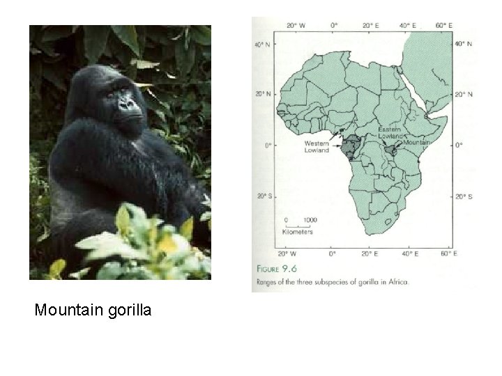 Mountain gorilla 