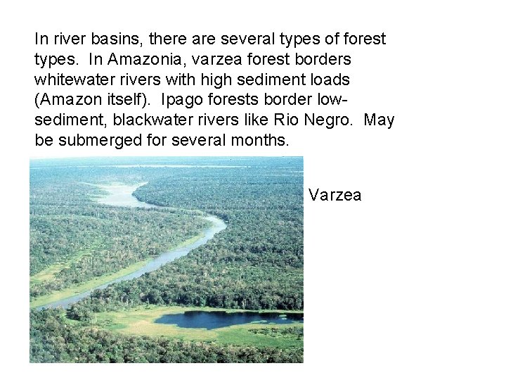 In river basins, there are several types of forest types. In Amazonia, varzea forest