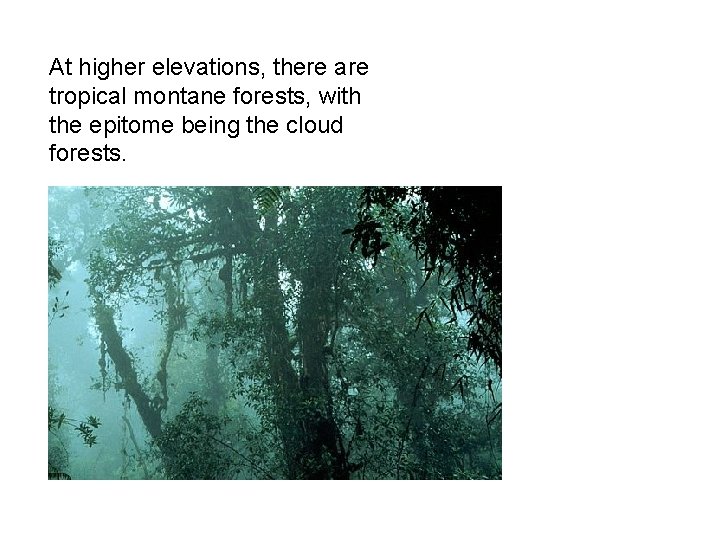 At higher elevations, there are tropical montane forests, with the epitome being the cloud