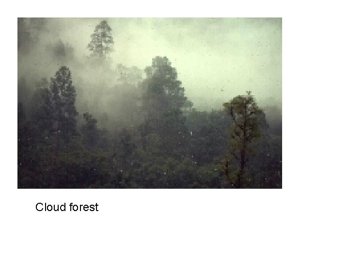 Cloud forest 