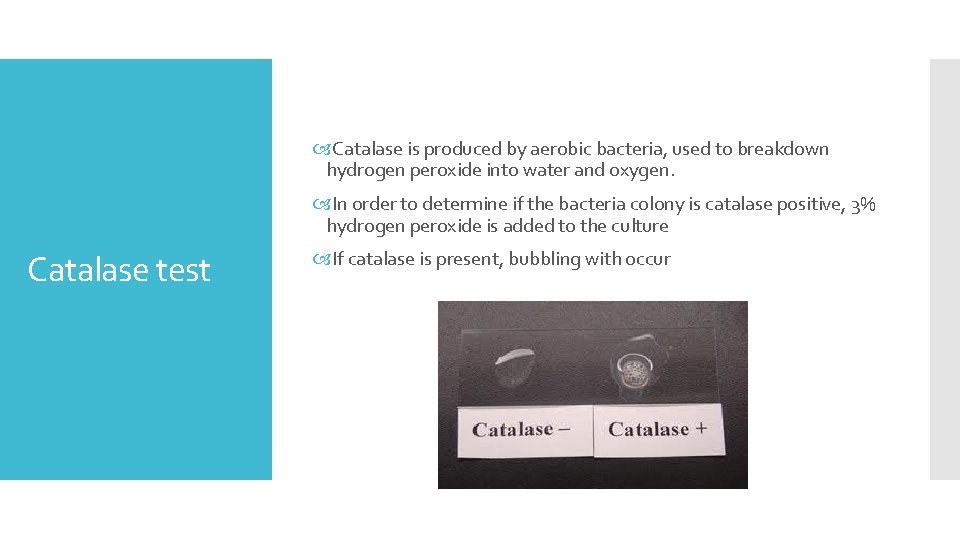  Catalase is produced by aerobic bacteria, used to breakdown hydrogen peroxide into water