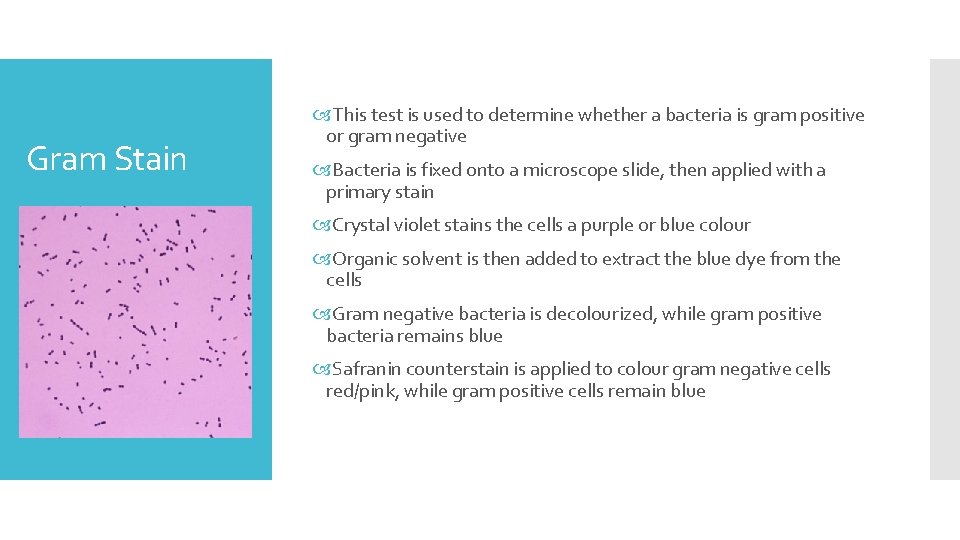 Gram Stain This test is used to determine whether a bacteria is gram positive