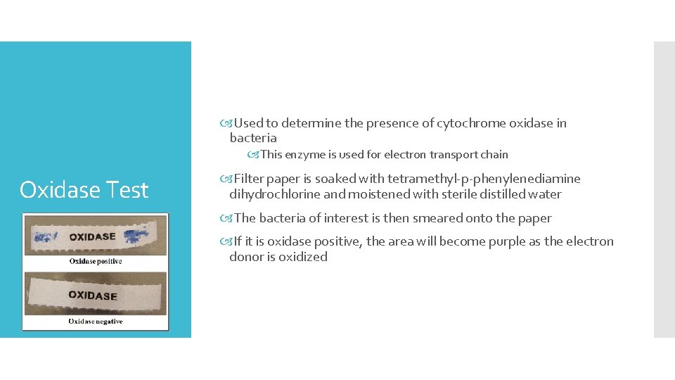  Used to determine the presence of cytochrome oxidase in bacteria This enzyme is