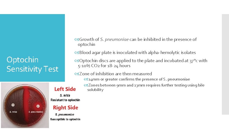  Growth of S. pneumoniae can be inhibited in the presence of optochin Optochin