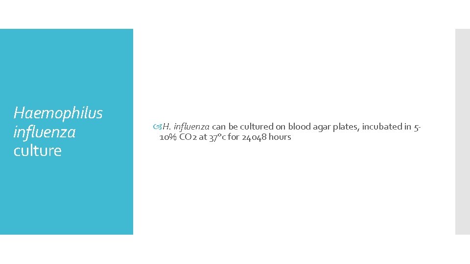 Haemophilus influenza culture H. influenza can be cultured on blood agar plates, incubated in