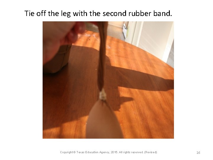 Tie off the leg with the second rubber band. Copyright © Texas Education Agency,