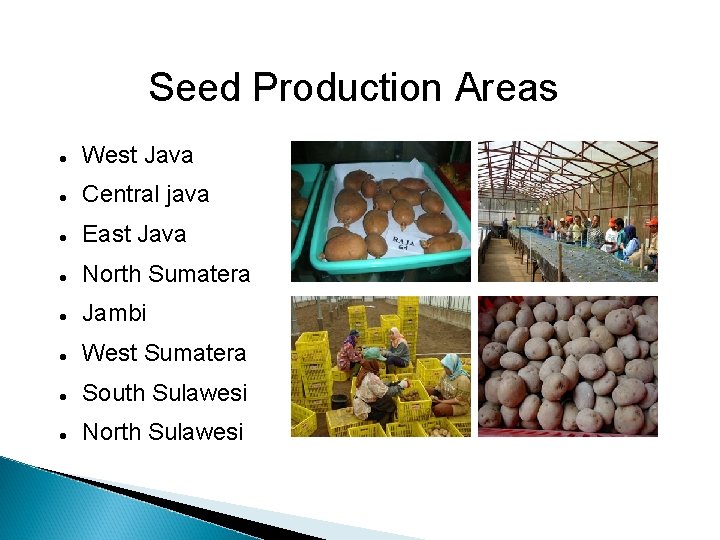 Seed Production Areas West Java Central java East Java North Sumatera Jambi West Sumatera