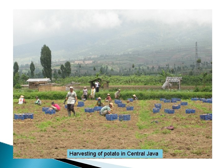 Harvesting of potato in Central Java 