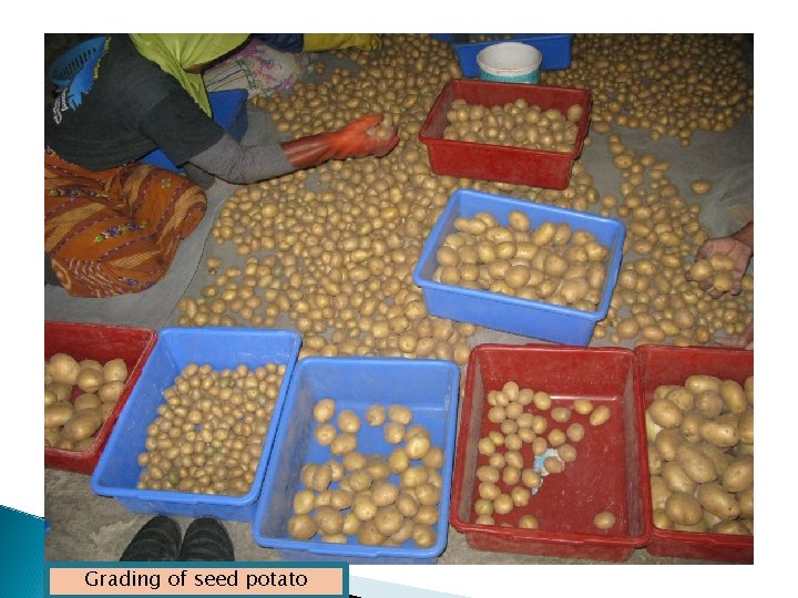 Grading of seed potato 