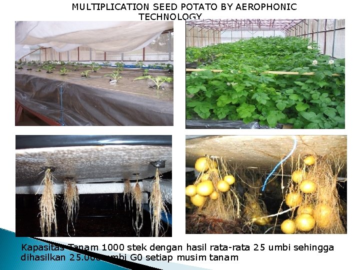 MULTIPLICATION SEED POTATO BY AEROPHONIC TECHNOLOGY Kapasitas Tanam 1000 stek dengan hasil rata-rata 25