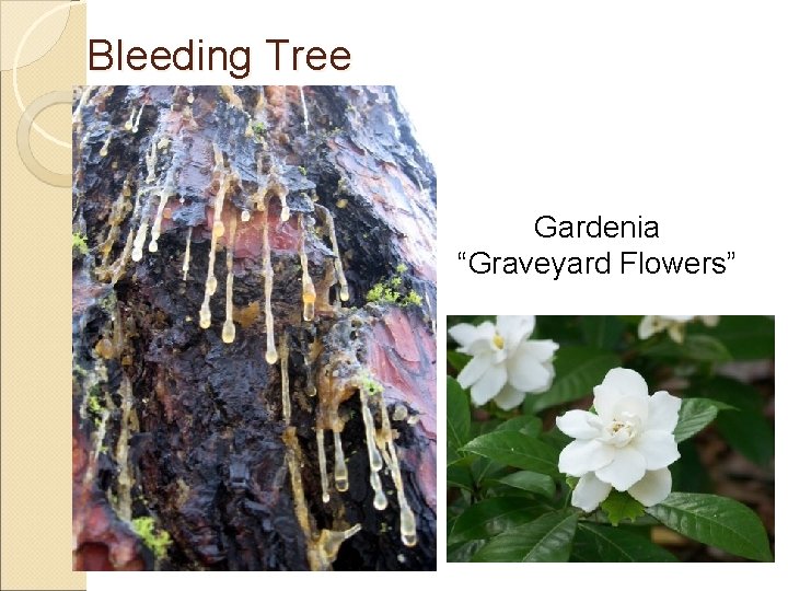 Bleeding Tree Gardenia “Graveyard Flowers” 