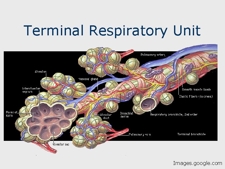 Terminal Respiratory Unit Images. google. com 