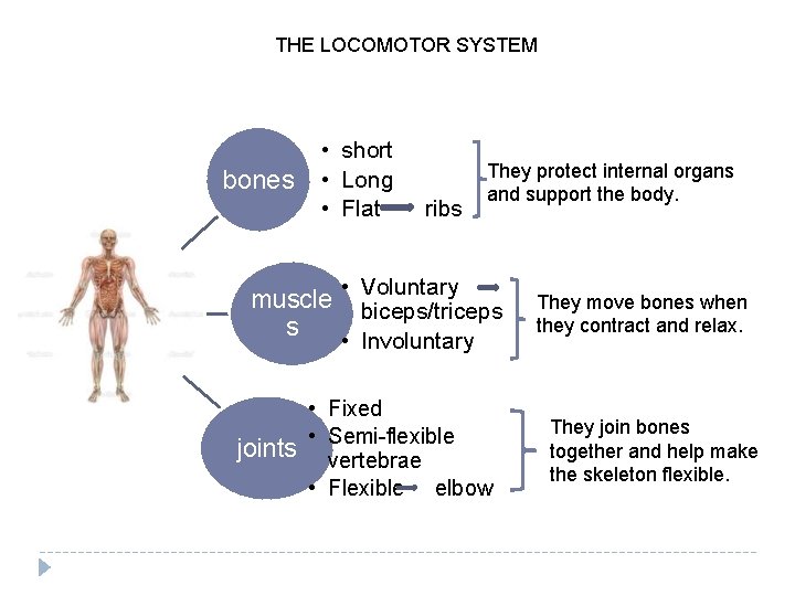 THE LOCOMOTOR SYSTEM bones • short • Long • Flat ribs They protect internal