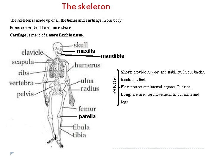 The skeleton is made up of all the bones and cartilage in our body.