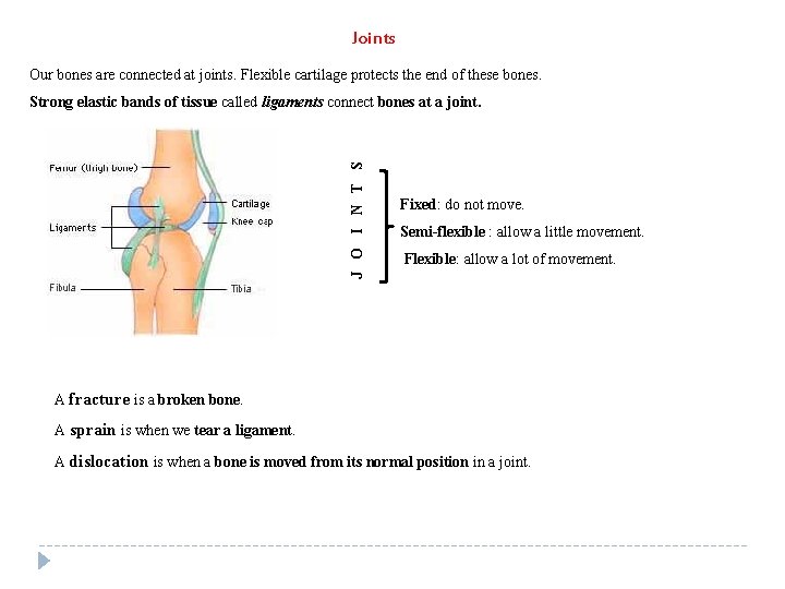 Joints Our bones are connected at joints. Flexible cartilage protects the end of these