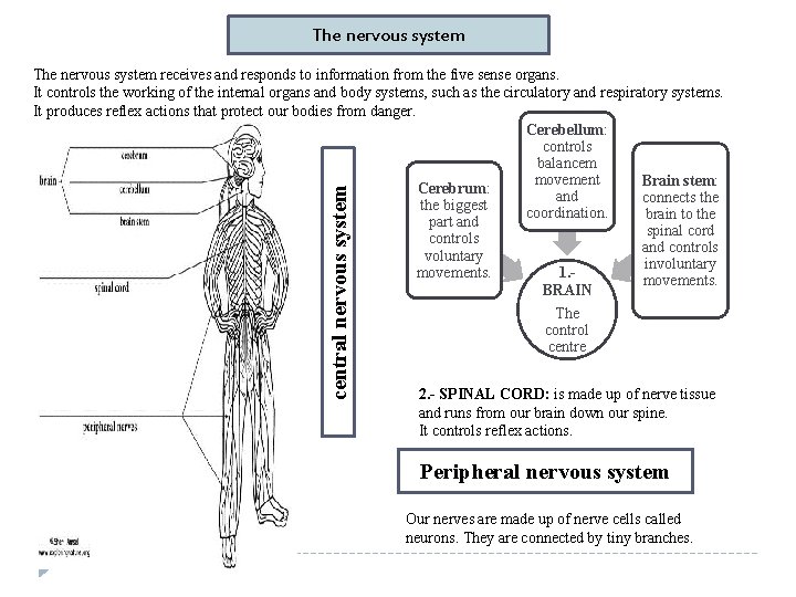 The nervous system central nervous system The nervous system receives and responds to information