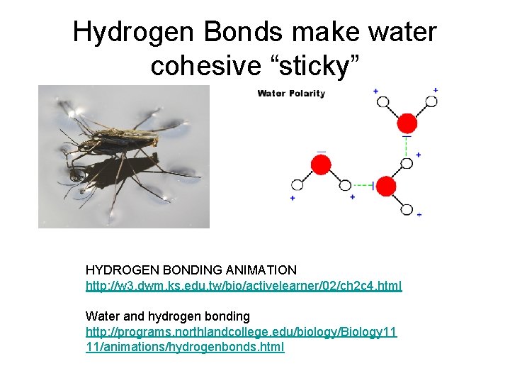 Hydrogen Bonds make water cohesive “sticky” HYDROGEN BONDING ANIMATION http: //w 3. dwm. ks.