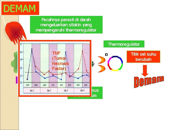 DEMAM Pecahnya parasit di darah mengeluarkan sitokin yang mempengaruhi thermoregulator TNF (Tumor Necrosis Factor)