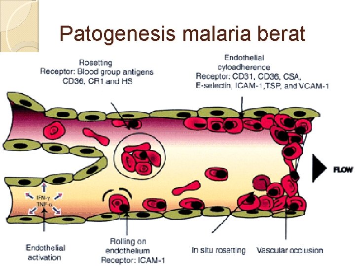 Patogenesis malaria berat 