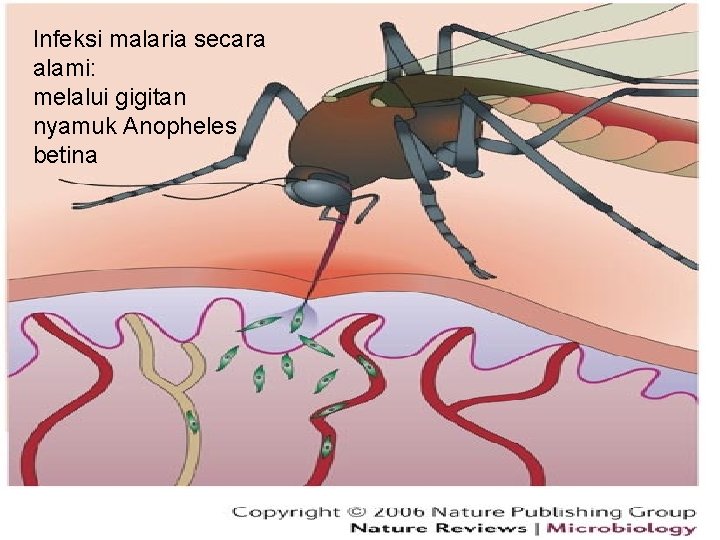 Infeksi malaria secara alami: melalui gigitan nyamuk Anopheles betina 