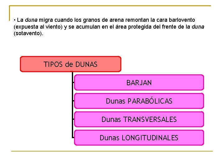  • La duna migra cuando los granos de arena remontan la cara barlovento