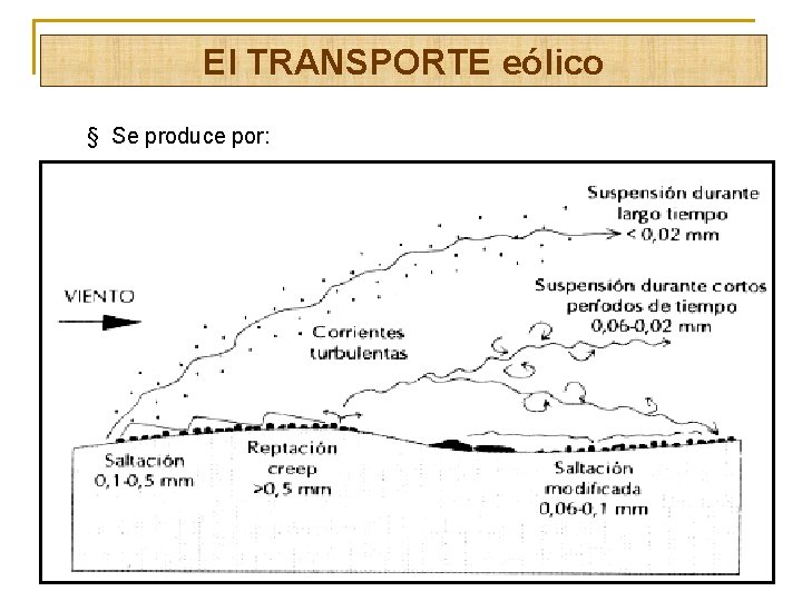 El TRANSPORTE eólico § Se produce por: 