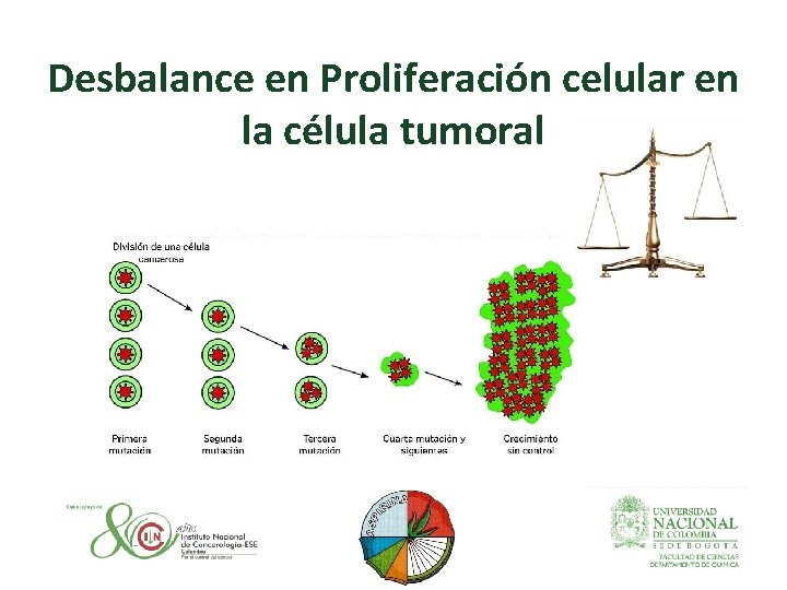 Desbalance en Proliferación celular en la célula tumoral 