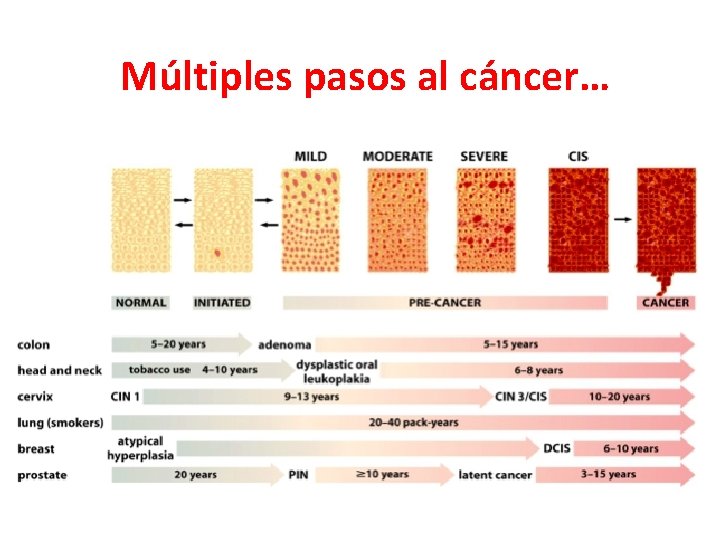 Múltiples pasos al cáncer… 
