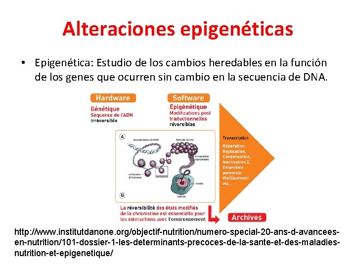 Alteraciones epigenéticas • Epigenética: Estudio de los cambios heredables en la función de los