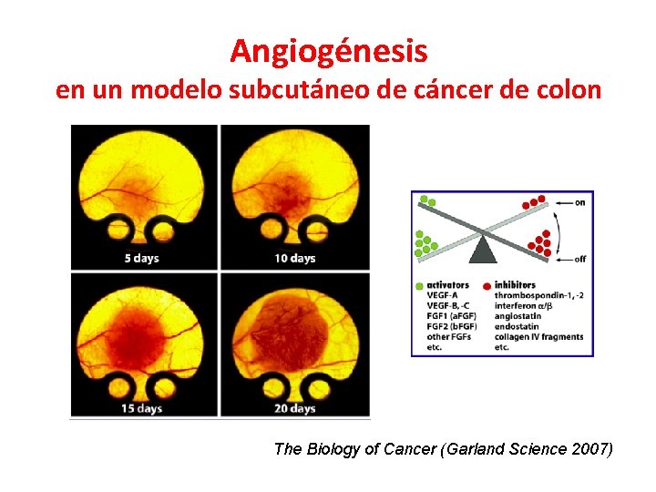 Angiogénesis en un modelo subcutáneo de cáncer de colon The Biology of Cancer (Garland
