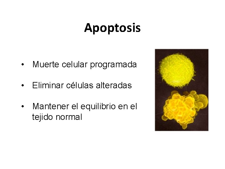 Apoptosis • Muerte celular programada • Eliminar células alteradas • Mantener el equilibrio en