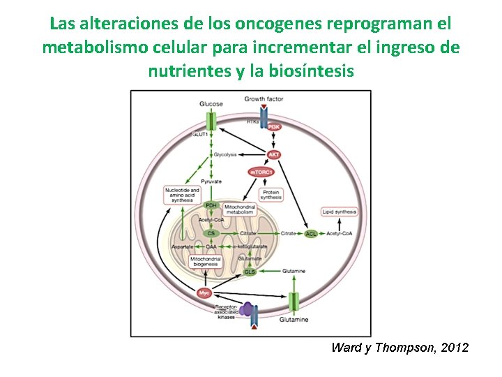 Las alteraciones de los oncogenes reprograman el metabolismo celular para incrementar el ingreso de