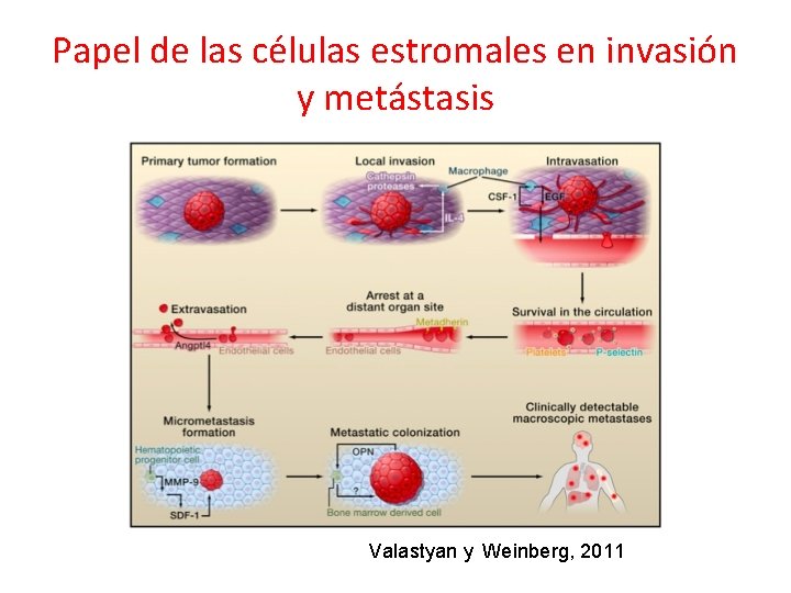 Papel de las células estromales en invasión y metástasis Valastyan y Weinberg, 2011 