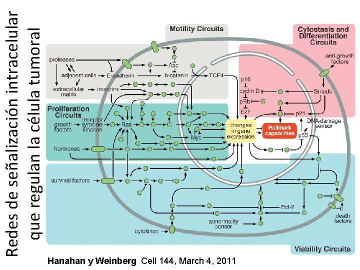 Redes de señalización intracelular que regulan la célula tumoral Hanahan y Weinberg Cell 144,