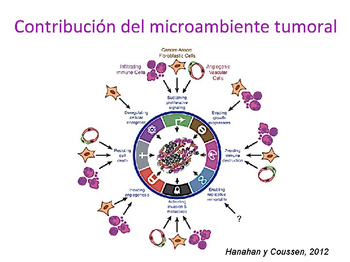 Contribución del microambiente tumoral Hanahan y Coussen, 2012 