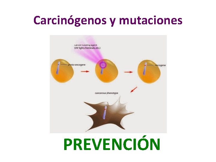 Carcinógenos y mutaciones PREVENCIÓN 
