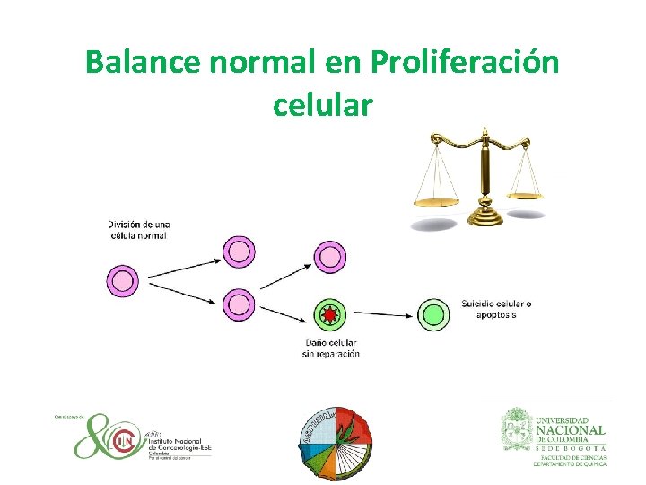 Balance normal en Proliferación celular 