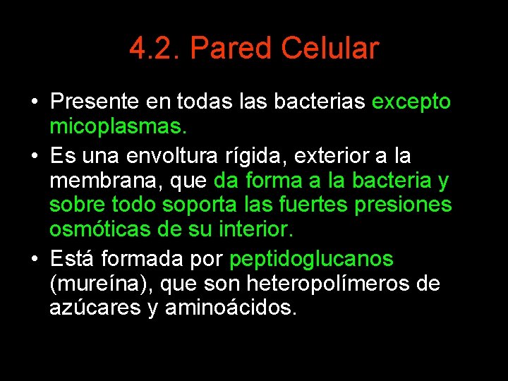 4. 2. Pared Celular • Presente en todas las bacterias excepto micoplasmas. • Es