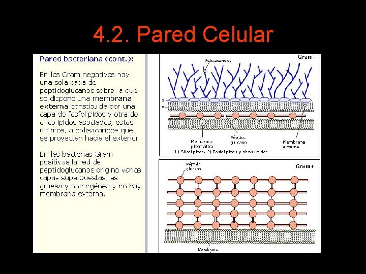 4. 2. Pared Celular 