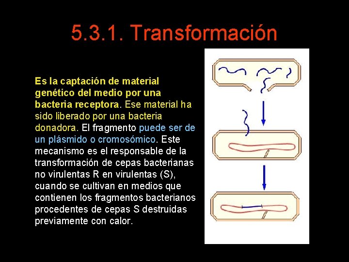 5. 3. 1. Transformación Es la captación de material genético del medio por una