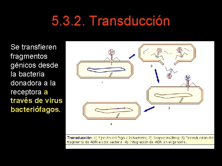 5. 3. 2. Transducción Se transfieren fragmentos génicos desde la bacteria donadora a la