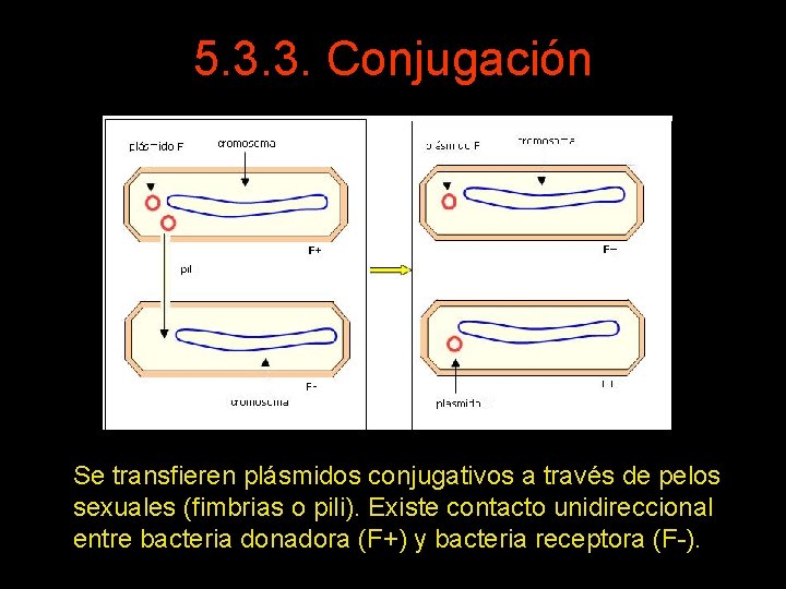 5. 3. 3. Conjugación Se transfieren plásmidos conjugativos a través de pelos sexuales (fimbrias