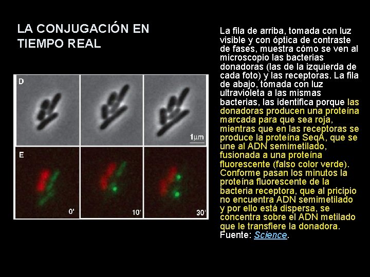 LA CONJUGACIÓN EN TIEMPO REAL La fila de arriba, tomada con luz visible y