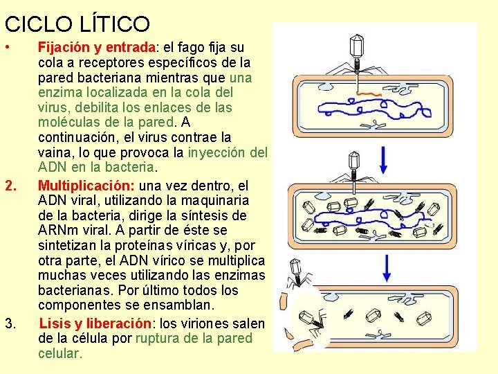 CICLO LÍTICO • Fijación y entrada: el fago fija su cola a receptores específicos