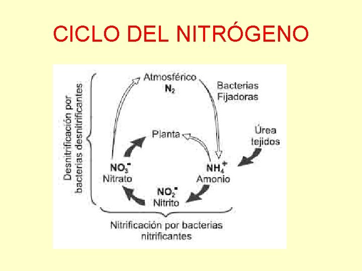 CICLO DEL NITRÓGENO 