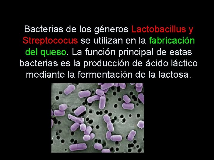 Bacterias de los géneros Lactobacillus y Streptococus se utilizan en la fabricación del queso.